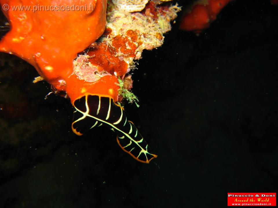 Djibouti - Diving a Djibouti - 21.jpg